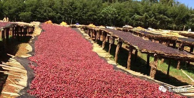 阿拉比卡咖啡树原产国就是埃塞俄比亚
